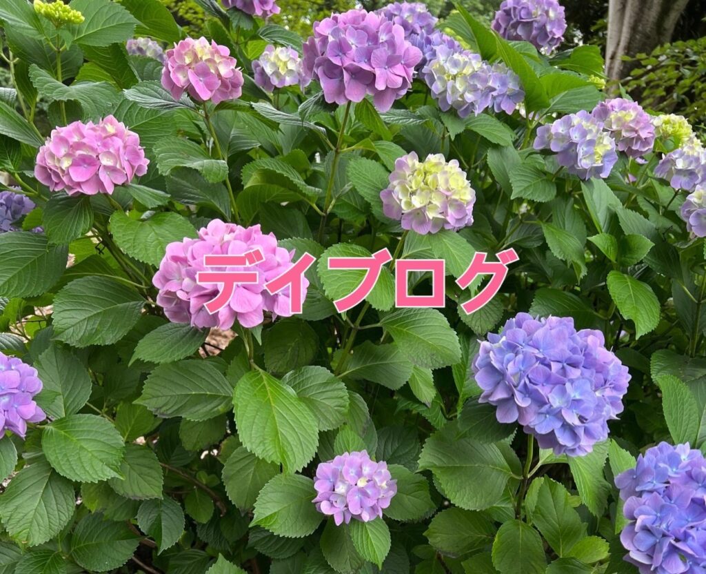 「紫陽花」